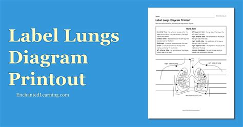 Label Lungs Diagram Printout - Enchanted Learning