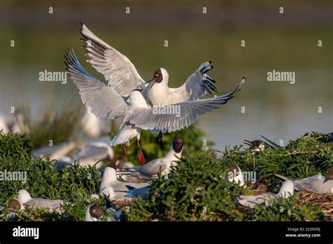 France Somme Baie De La Somme Marais Crotoy Le Crotoy Chaque Ann E