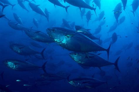 D Couvrir Autrement Faune Et Flore Sous Marines De La M Diterran E