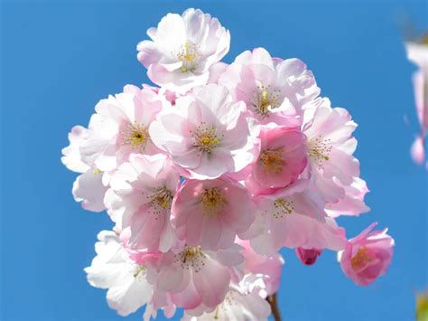 Prunus Accolade Flowering Cherry Tree Best Flower Site