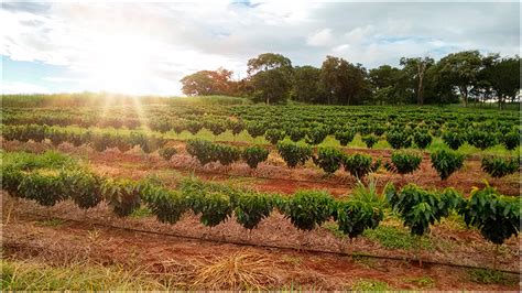 Chbagro Preparo E Manejo Do Solo No Cultivo Do Caf O Que Devo Saber