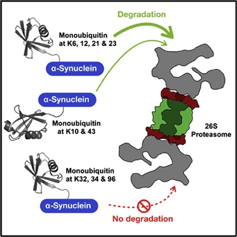 Site Specific Differences In Proteasome Dependent Degradation Of