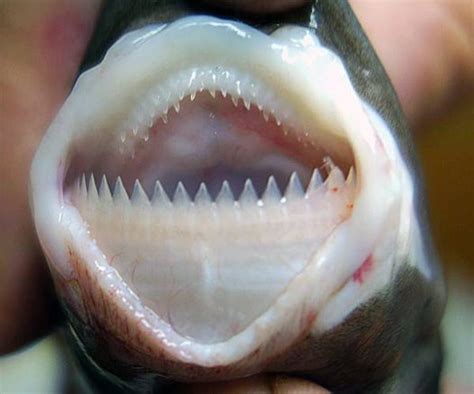 Smalltooth Cookiecutter Shark teeth - Australian Museum