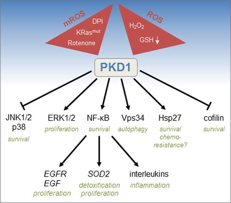 Mitochondrial Reactive Oxygen Species Mrosreactive Oxygen Species