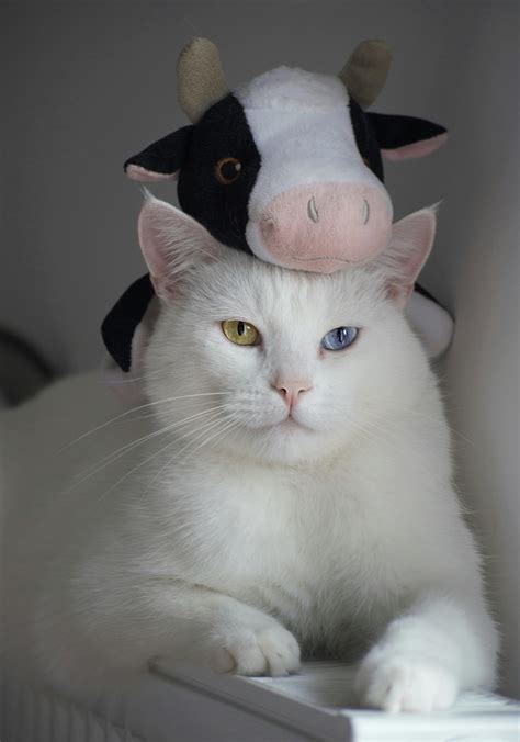 Real Cats Photos, Download The BEST Free Real Cats Stock Photos & HD Images