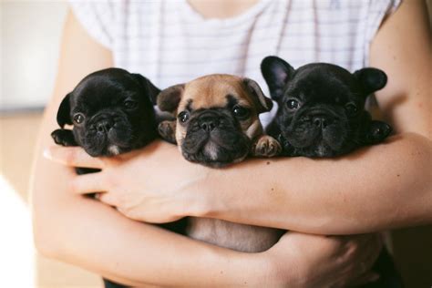 How To Train A French Bulldog Puppy Frenchie Growth Timeline