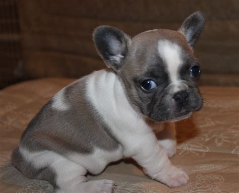 Bulldog Puppy Training | Huskerland Bulldogs | Best Puppy Prices