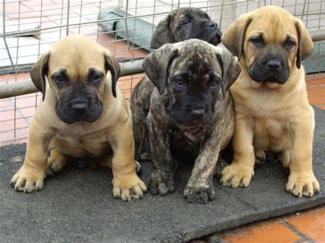 Presa Canario Puppies - Ultimate Dog World