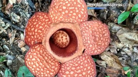 33 Gambar Bunga Rafflesia Arnoldi Galeri Bunga HD