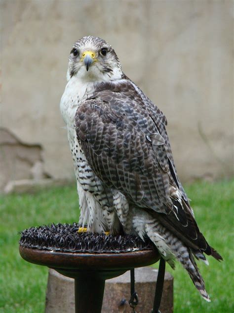 The Basics To Training A Gyrfalcon For Falconry Falconry Advice