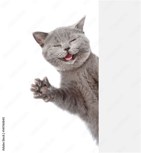 Happy cat peeks out from behind a banner and waving his paw. isolated on white background Stock ...