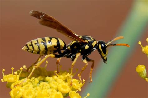 Abejas Avispas Y Hormigas Gomera Vive