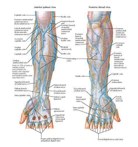 Cutaneous Nerves And Superficial Veins Of Forearm And Hand Anatomy