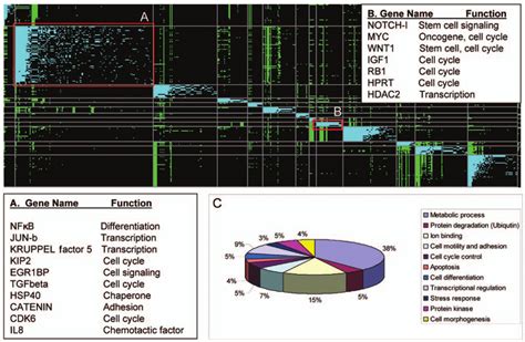 David Analysis Of Genome Wide Gene Expression Profiling Of Csc Enriched