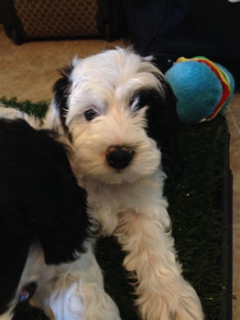 My Mini Parti Golden Doodle Rue 8 Weeks Old Goldendoodle Puppy 8