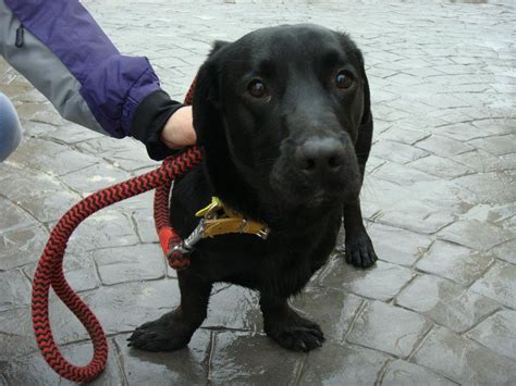 Noble Galgo Rocky Mestizo De Labrador De 9 Meses Madrid Urgente