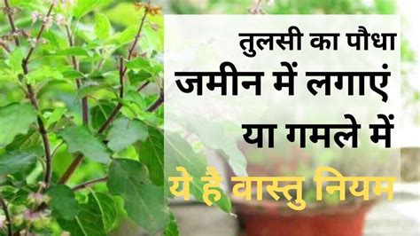 Tulsi Plant At Home In Hindi Vastu Tips Basil Plant Pots Or Ground Vastu Tips For Tulsi तुलसी