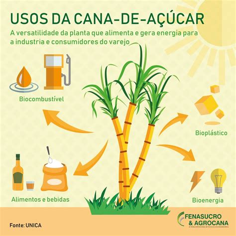 A Versatilidade Da Cana De A Car Da Produ O De Alimentos Gera O