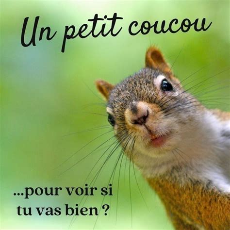 Pin By Dalaval On Animaux Good Morning Picture Bon Weekend Work Humor