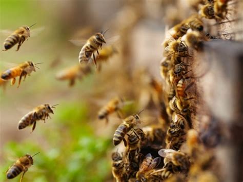 O Calor Aumentam Os Casos De Ataques De Abelhas Jd Not Cias