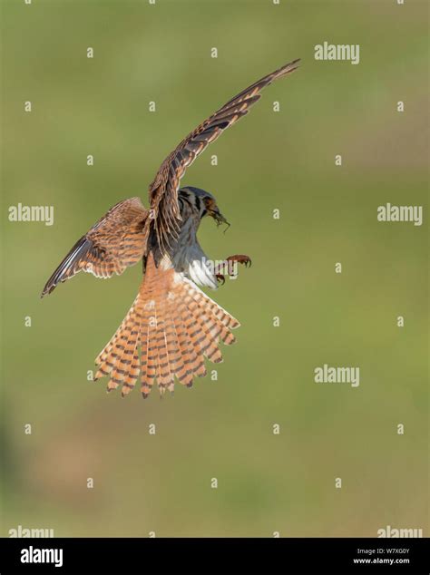 American Kestrel Falco Sparverius Landing With Grasshopper Prey