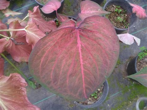 Next Generation Of Caladium Hybrids Down Under Tropical Looking