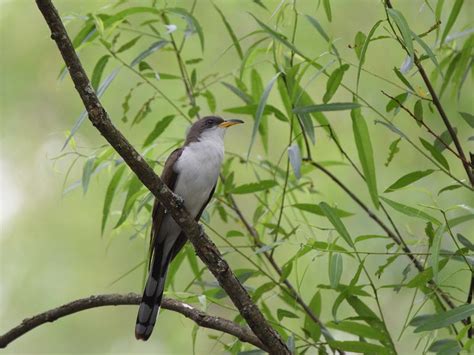 Yellow-billed Cuckoo - Coccyzus americanus | Wildlife Journal Junior