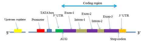 Fig1 1 6 1 Structure Of Eukaryotic Gene With Upstream Regulatory Elements