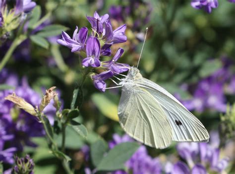 Lille K Lsommerfugl Small White Pieris Rapae Yvonne Nielsen Flickr