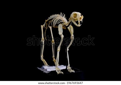 2,256 Photos Animal Skeleton Images, Stock Photos, 3D objects ...