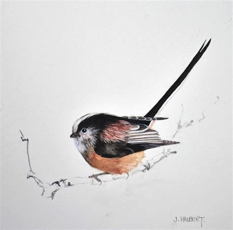 Long Tailed Tit