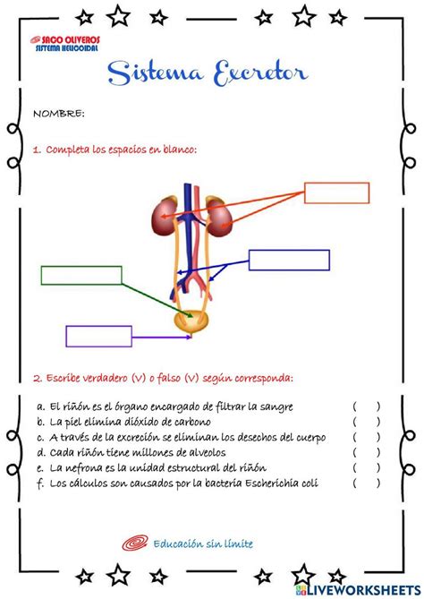 Sistema excretor | Free Interactive Worksheets | 7085807