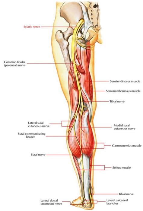 Sciatic Nerve Branches El Paso Back Clinic® • 915 850 0900