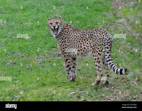 Chinchilla Cheetah