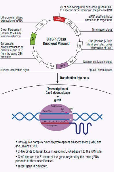 Crispr Cas9 Knockout Plasmids From Santa Cruz Biotechnology