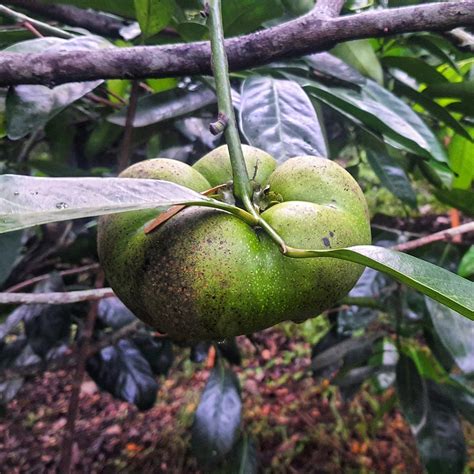 Black Sapote Tree Propa Earth Black Sapote Tree So Laden With Fruit