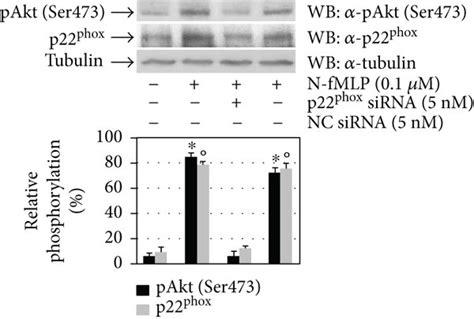 Fpr Mediated Flk Kdr Transactivation Triggers The Pi K Akt Pathway