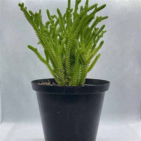 Crassula Muscosa Selecta Succulents