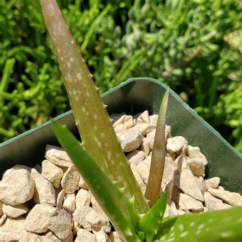 Buy Aloe Dorotheae Succulent Online Sunset Aloe Planet Desert