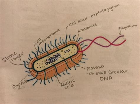 Microbiology Flashcards Quizlet