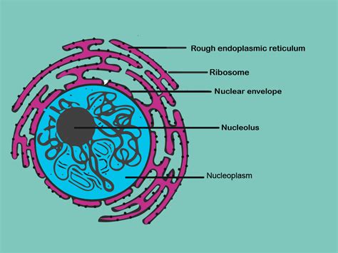 Diagram Of Endoplasmic Reticulum