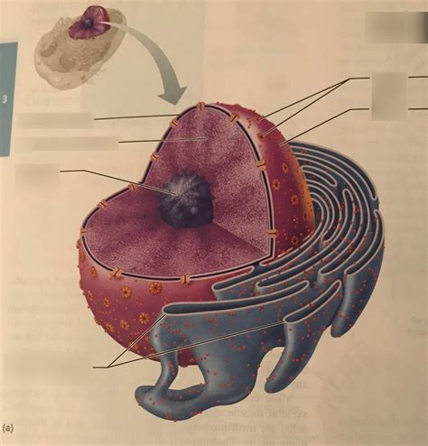 Close Up Of Nucleus Diagram Quizlet