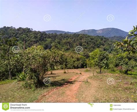 Coorg Coffee Plantation Stock Photo Image Of Grow Food 109043090