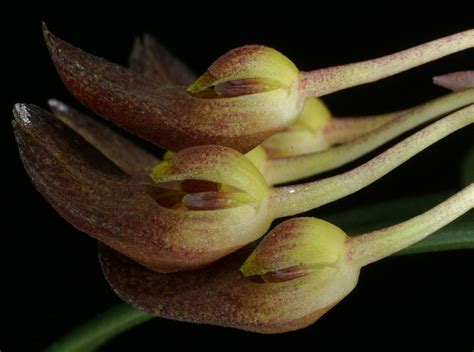 Bulbophyllum Spathulatum