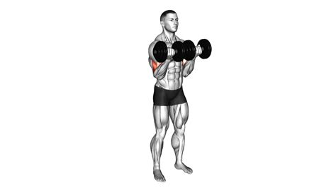 Dumbbell Close Grip Curl Ultimate Guide And Tips