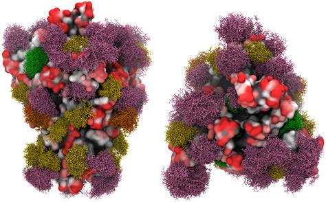 Searching The COVID 19 Spike Protein For A Potential Vaccine UGA Today