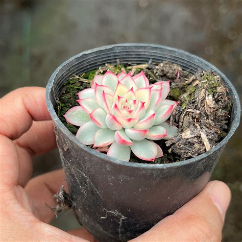 Echeveria Mebina Variegated Let Love Grow Succulent And Cactus