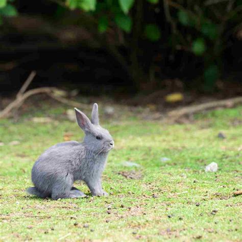 Can Rabbits Swim? Understanding Water Safety for Your Pet Bunnies