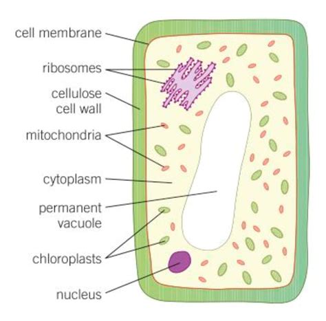 Plant Cells Diagram Quizlet