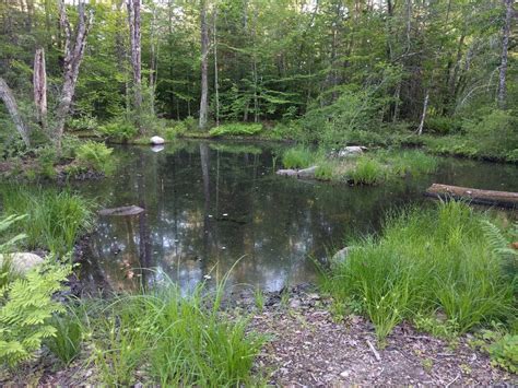 Vernal Pool Ecology Field Day At Gmcg Green Mountain Conservation Group